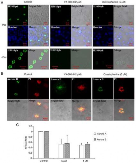 Figure 3 The phosphorylation of histone H3 at serine 10 and the localization of Aurora B kinase 3