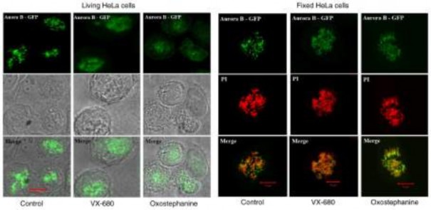 Figure 4 Effects of oxostephanine and VX 680 on the expression of Aurora kinase B in mitotic cells 4