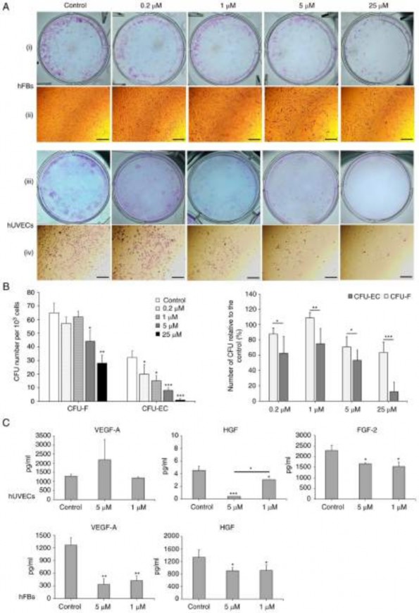 Figure 6 Oxostephanine reduces the colony formation and growth factor secretion by hUVECs and hFBs 1