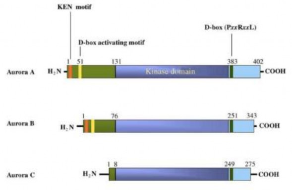 Hình 1 8 Cấu trúc của Aurora kinase A B và C 85  Vị trí phân bố Mặc dù có rất 1