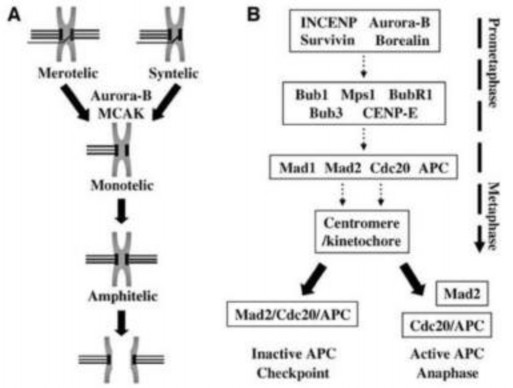 Hình 1 10 Aurora kinase B điều hòa sự phân tách nhiễm sắc thể A và kiểm soát 2