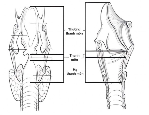 Hình 1 2 Hình thể trong của thanh quản 37 1 3 1 2 Thanh môn Thanh môn liên tiếp phía 1