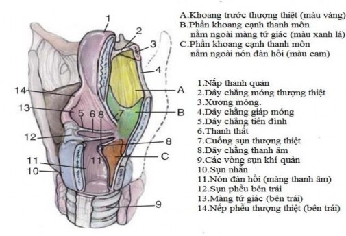 Hình 1 3 Các khoang của thanh quản 14 1 3 1 6 Mạch máu của thanh quản 1 3 1 6 1 2