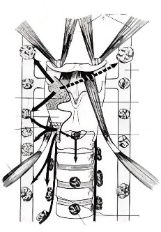 Hình 1 4 Dẫn lưu bạch huyết vùng thanh quản 14 Bạch huyết vùng thượng thanh môn 3