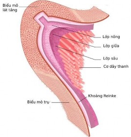 Hình 1 5 Mô học dây thanh người lớn 39 Cấu trúc mô học dây thanh thuộc phần 4