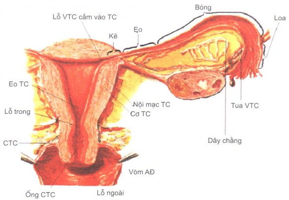 Hình 1 1 Phân đoạn VTC 44 1 1 3 Nguyên nhân chửa ngoài tử cung Do cấu tạo bất 1