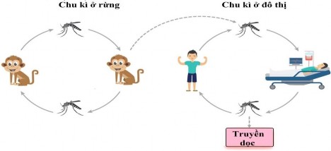 Hình 1 5 Sự lây truyền của virus Dengue trong tự nhiên 21 1 1 6 Vaccine và các biện 1