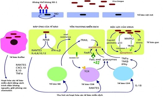 Hình 1 7 Cơ chế tổn thương gan trong nhiễm virus Dengue 23 a Đáp ứng của tế bào 3