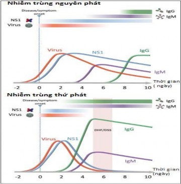Hình 1 8 Thời gian xuất hiện và tồn tại các dấu ấn sinh học của sốt xuất 4