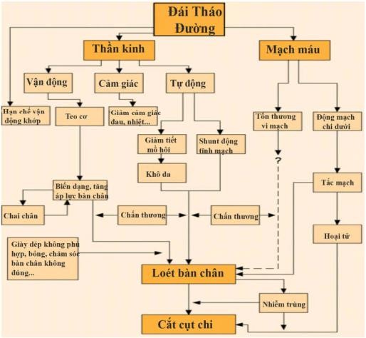 Hình 1 2 Cơ chế bệnh sinh loét bàn chân do đái tháo đường 26 1 2 4 Yếu tố nguy 2