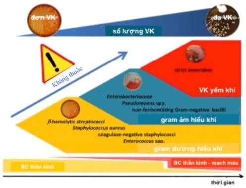 Hình 1 4 Đặc điểm vi khuẩn học của NTBC do ĐTĐ 47 Một số vi khuẩn đa kháng 1