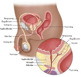 Hình 1 1 Giải phẫu tuyến tiền liệt 1 1 1 1 2 Sinh lý Tuyến tiền liệt tiết 1