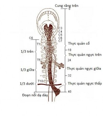 Hình 1 1 Minh họa giải phẫu liên quan phân chia thực quản 28 1 1 1 2 Liên quan Phần 1
