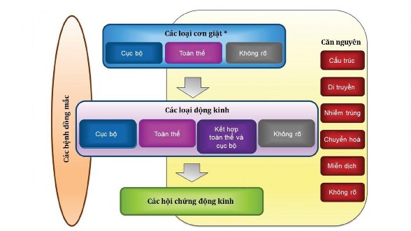 Hình 1 1 Phân loại động kinh của ILAE 2017 Nguồn trích dẫn Fisher RS et al Epilepsia 1