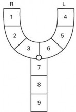 4 3 6 Khe hở môi Phải Trái Toàn bộ Không TB Toàn bộ 7