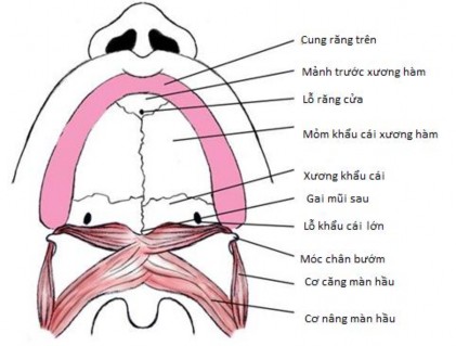 Hình 1 2 Giải phẫu vòm miệng Nguồn Tewfik 70 2021 1 2 2 1 Vòm miệng cứng Ở nông 1