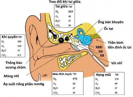 Hình 1 3 Áp lực khí riêng phần trong hòm nhĩ và niêm mạc tai giữa Nguồn Sade 72 2