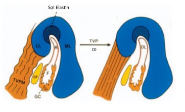 Hình 1 4 Sự đóng mở của vòi nhĩ Nguồn Poe 73 2000 Chức năng thông khí Thông khí 3