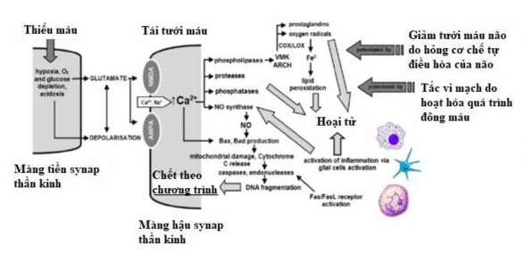 Hình 1 3 Tổn thương tái tưới máu sản sinh gốc oxy tự do 31 Các tổn thương tái 3
