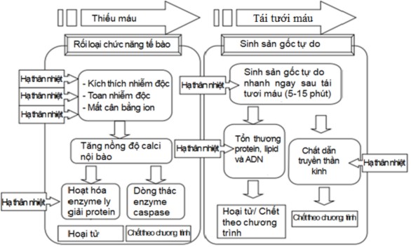 Hình 1 4 Cơ chế bảo vệ não khi hạ thân nhiệt chỉ huy 51 Nhiều nghiên cứu trên 1