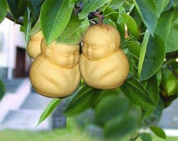 thường hay một quả dưa hình thỏi vàng có in chữ Phúc Lộc Thọ Hỉ giá hàng 1