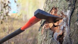 trước thời hạn 17g chiều nếu ai chặt được nhiều hơn sẽ tùy theo số cây 2