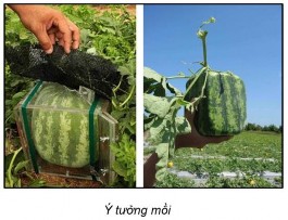 Đó là bài báo về giống dưa hình vuông mà nông dân ở đất nước Nhật Bản 1