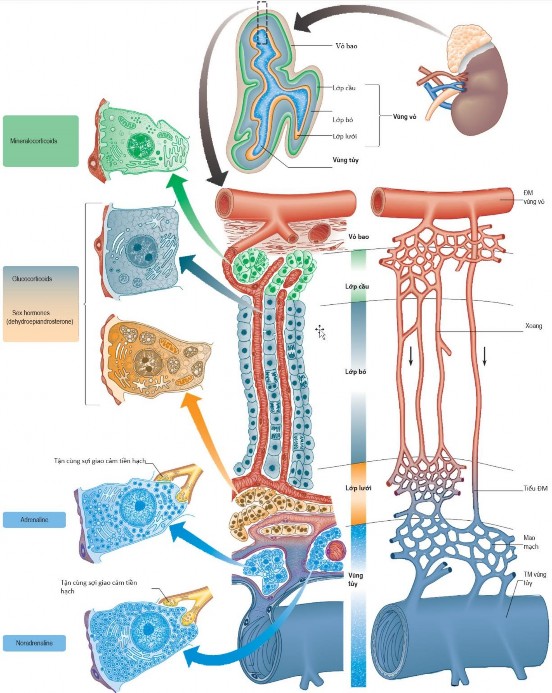 Hình 1 1 Giải phẫu học vi thể tuyến thượng thận Nguồn Standring S 2016 31 Tủy 1