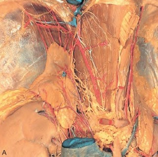 Hình 1 2 Giải phẫu học tuyến thượng thận phải Nguồn Munver R Stites R 2020 33 TTT 2