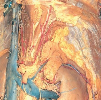 Hình 1 3 Giải phẫu học tuyến thượng thận trái Nguồn Munver R Stites R 2020 33 TTT 3