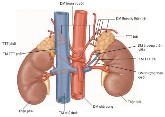 Hình 1 4 Giải phẫu động mạch tuyến thượng thận Nguồn Munver R Stites R 2020 33 4