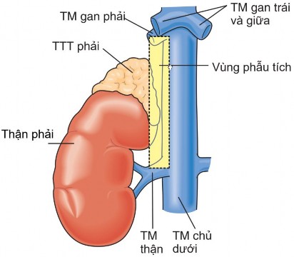 Hình 1 6 Vùng phẫu tích để nhận dạng tĩnh mạch TTT phải Nguồn Yeh W M 2017 34 6