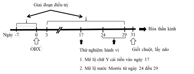 Hình 2 15 Sơ đồ thiết kế nghiên cứu tác dụng cải thiện trí nhớ của các 1