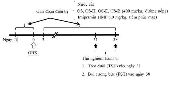 Hình 2 16 Sơ đồ thiết kế thí nghiệm đánh giá tác dụng chống trầm cảm của 2