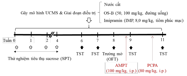Hình 2 17 Sơ đồ thiết kế nghiên cứu tác dụng chống trầm cảm của cao OS B 3