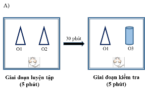 Hình 3 1 Ảnh hưởng của cao OS lên trí nhớ làm việc của chuột OBX trong thử 4
