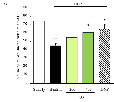 Hình 3 5 Số lượng tế bào dương tính với ChAT ở vách giữa của các lô A Hình 4