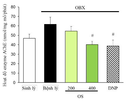 Hình 3 6 Ảnh hưởng của cao OS đến hoạt độ enzym AChE trong vỏ não chuột OBX ex 5