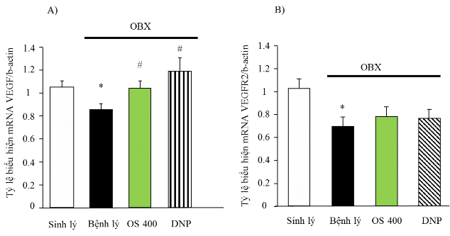 Hình 3 7 Ảnh hưởng của OS lên mức độ biểu hiện gen VEGF và VEGFR2 trong hồi 6