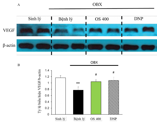 Hình 3 8 Ảnh hưởng của OS lên biểu hiện protein VEGF trong hồi hải mã chuột 7