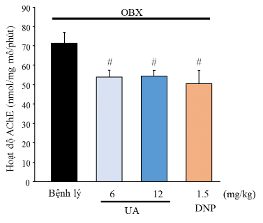 Hình 3 16 Ảnh hưởng của UA đến hoạt độ enzym AChE trong vỏ não chuột OBX p 0 8