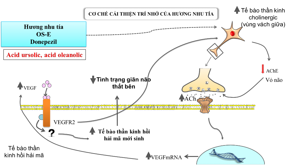Hình 4 1 Tác dụng và cơ chế tác dụng cải thiện suy giảm trí nhớ của hương 1