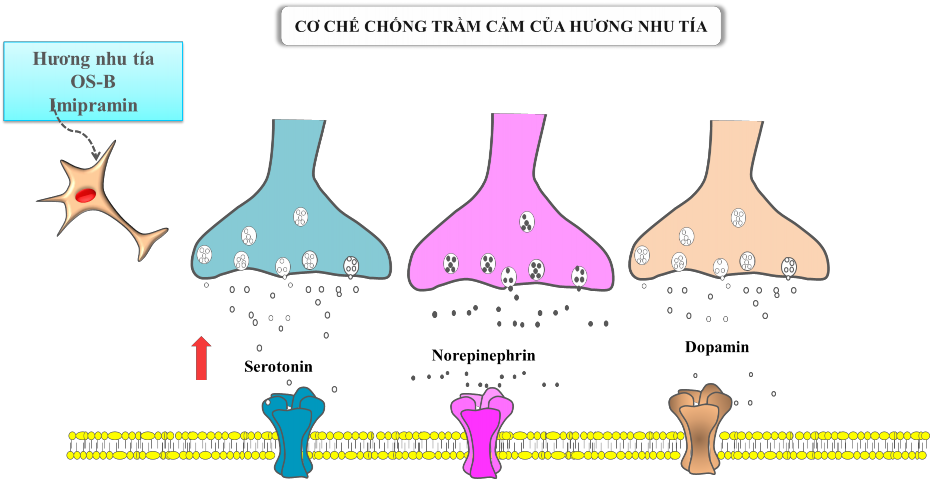 Hình 4 2 Tác dụng và cơ chế tác dụng chống trầm cảm của hương nhu tía Mũi 4