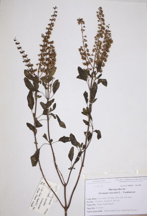 Hình 1 Ảnh chụp tiêu bản cây Hương nhu tía Ocimum sanctum L lưu tại khoa Tài 1