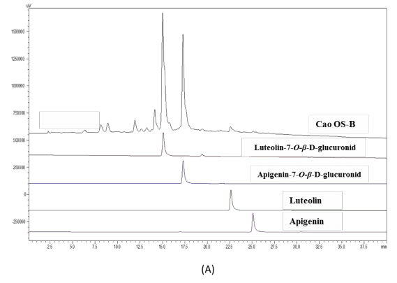 Hình 4A Sắc ký đồ của cao OS B apigenin luteolin apigenin 7 O β D glucuronid luteolin 7 O 6
