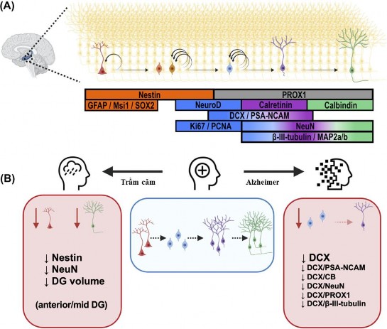 Hình 1 1 Các giai đoạn hình thành thần kinh hồi hải mã ở người trưởng thành 1