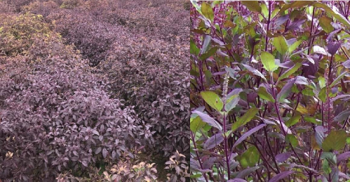 Hình 1 2 Hương nhu tía Ocimum sanctum L trồng ở Trung tâm nghiên cứu trồng và chế 2