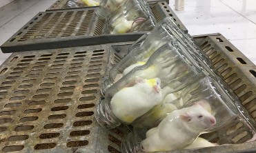 Hình 2 4 Gò bó chuột vào lọ nhỏ một trong các tác nhân gây stress của mô hình 2
