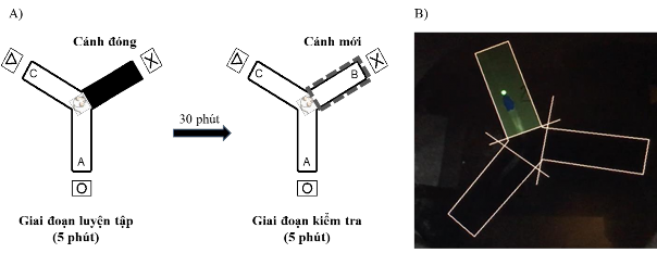 Hình 2 6 Thử nghiệm mê lộ chữ Y cải tiến A Thiết kế thí nghiệm B Hình ảnh 4