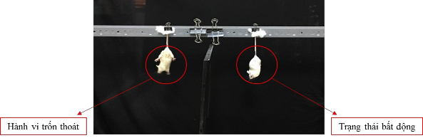 Hình 2 8 Thử nghiệm treo đuôi Trạng thái stress không thể trốn thoát do bị treo 6